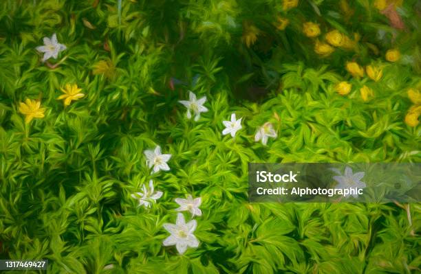 Wood Anemone In Ashdown Forest Stock Photo - Download Image Now - 2021, Acrylic Painting, Anemone Flower