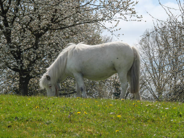 istock Hiking around darfeld in the german muensterland 1317469537