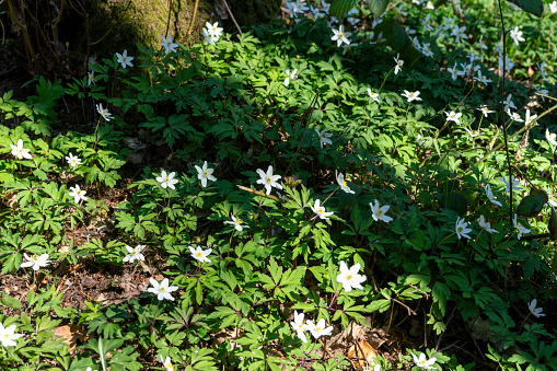 Ashdown Forest, East Sussex, England, UK, is the inspiration for the 'Winnie the Pooh' stories by AA Milne and is known as 'The Hundred Acre Wood' in the stories.   These are wood anemone in springtime.