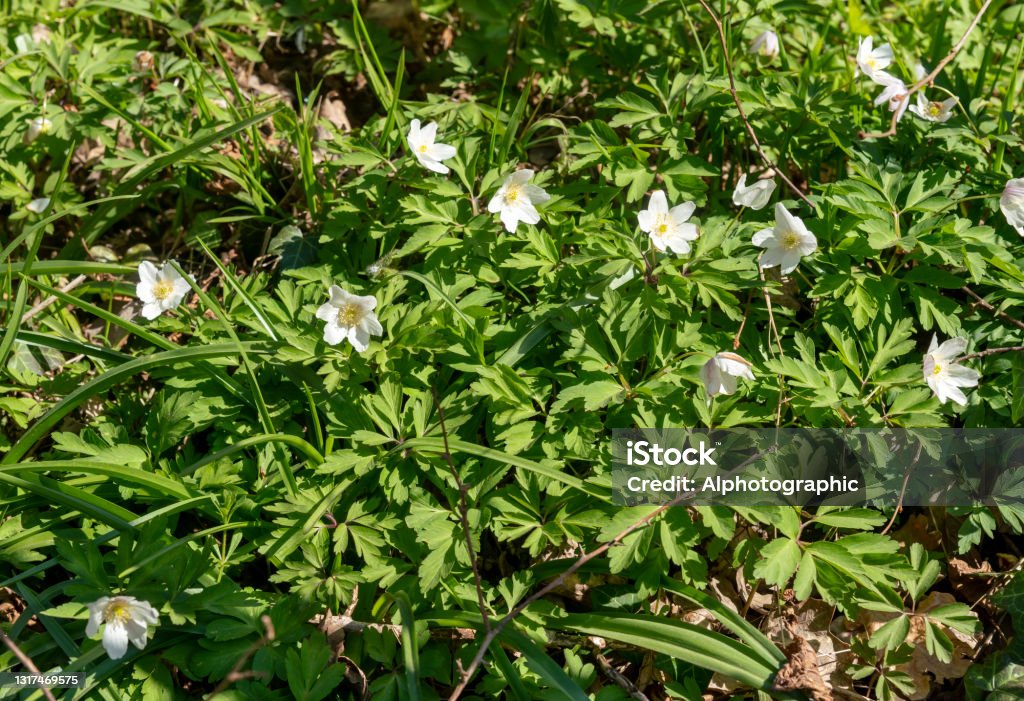 Wood anemone in Ashdown Forest Ashdown Forest, East Sussex, England, UK, is the inspiration for the 'Winnie the Pooh' stories by AA Milne and is known as 'The Hundred Acre Wood' in the stories.   These are wood anemone in springtime. Winnie The Pooh Stock Photo