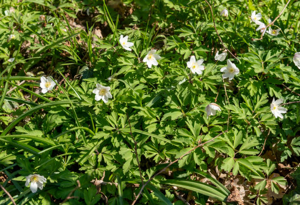 Wood anemone in Ashdown Forest Ashdown Forest, East Sussex, England, UK, is the inspiration for the 'Winnie the Pooh' stories by AA Milne and is known as 'The Hundred Acre Wood' in the stories.   These are wood anemone in springtime. a.a. milne stock pictures, royalty-free photos & images