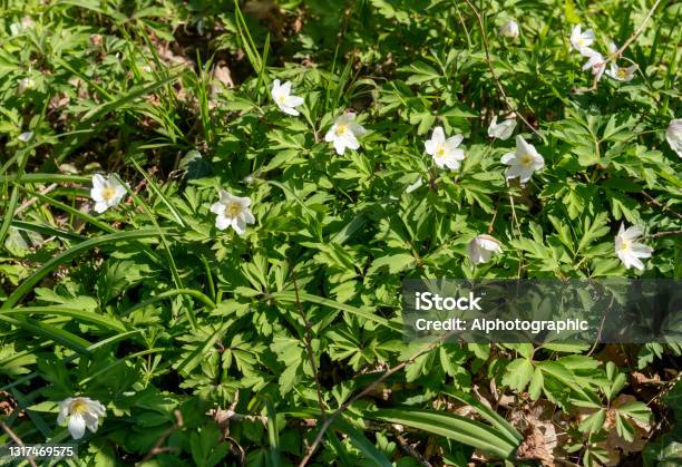 Wood Anemone In Ashdown Forest Stock Photo - Download Image Now - Winnie The Pooh, 2021, A.A. Milne