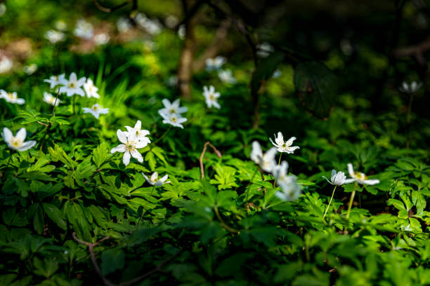 Wood anemone in Ashdown Forest Ashdown Forest, East Sussex, England, UK, is the inspiration for the 'Winnie the Pooh' stories by AA Milne and is known as 'The Hundred Acre Wood' in the stories.   These are wood anemone in springtime. a.a. milne photos stock pictures, royalty-free photos & images