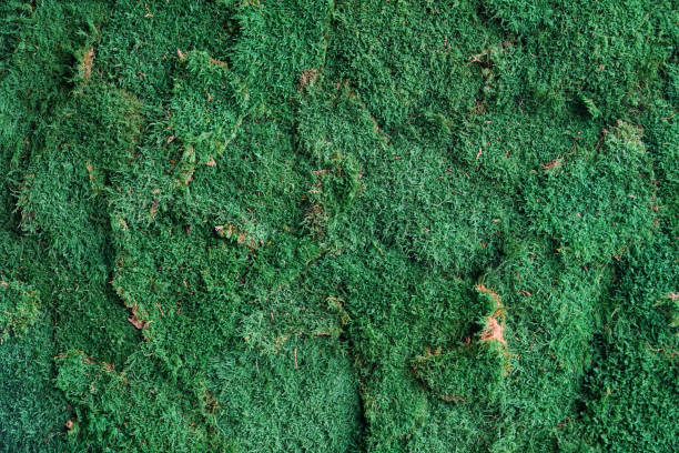 istock Moss. Green texture. Natural background. Wallpaper. Grass. 1317470224