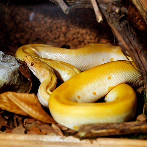 wild yellow snake stock photo