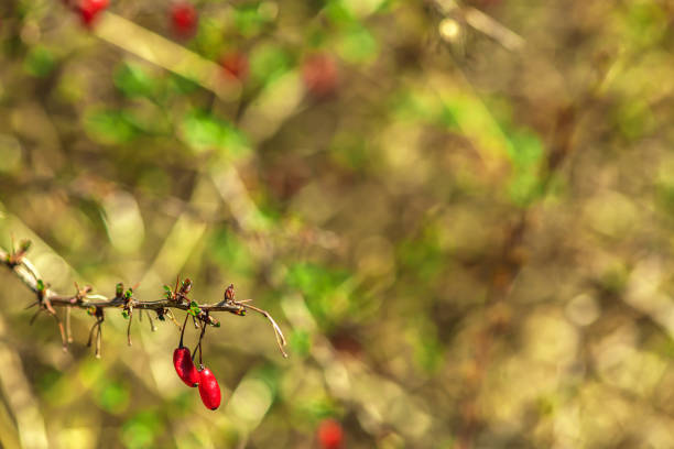 Beautiful natural background. red barberry berries with copy space. soft focus