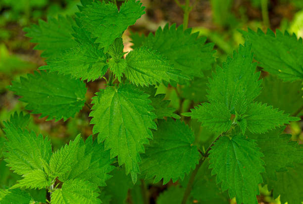 istock A background of bright green nettle leaves 1317470649