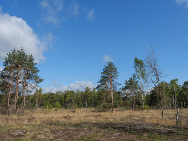 istock Spring time in woods near dingden in germany 1317470811
