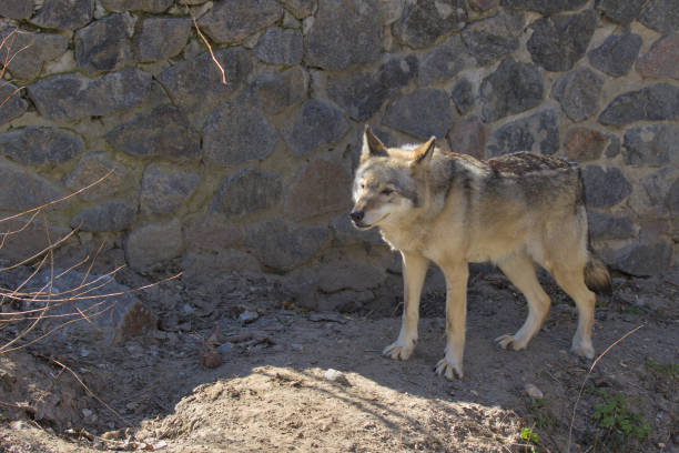 istock A gray wolf stands on a rocky path and inspects the surroundings. 1317470870