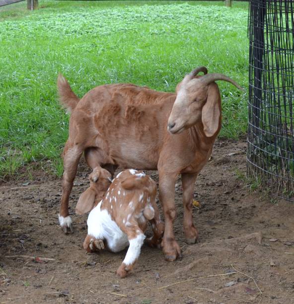 istock goat feeding from its mother 1317472070