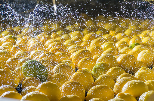 Primofiore lemons of the variety Femminello Siracusano during the washing process