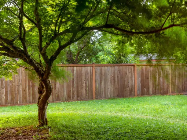 Photo of Japanese Maple Tree with Green Leaves Blowing in the Wind