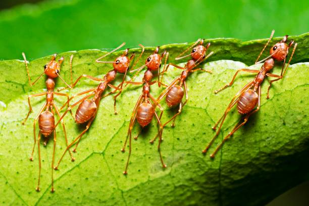 муравьи помогают кусать лист, строя гнездо. - animal vein стоковые фото и изображения