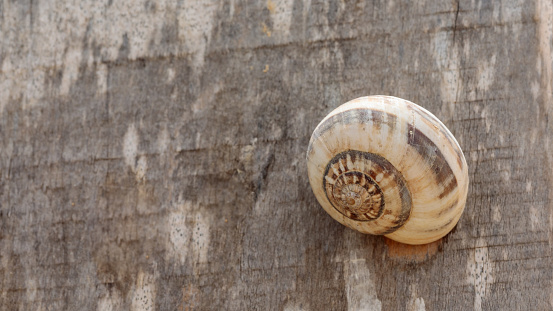Small white snail sitting on a wooden wall background