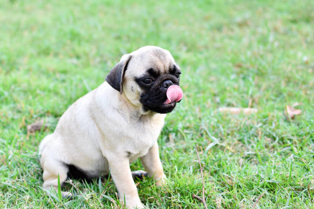istock Smile puppy Pug 1317476036