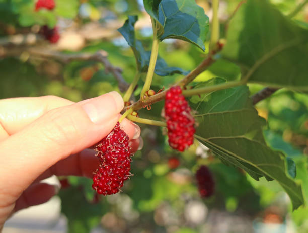 Female's Finger Picking a Red Mulberry Fruit from the Tree
