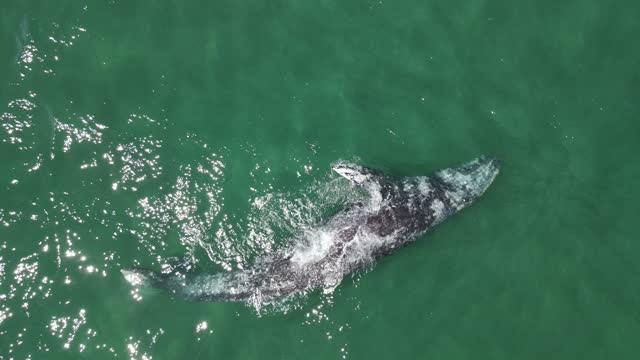 Grey Whale Playing