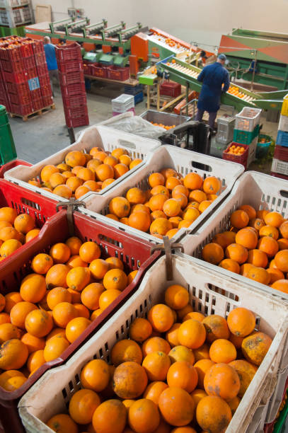 istock The working of citrus fruits 1317477547