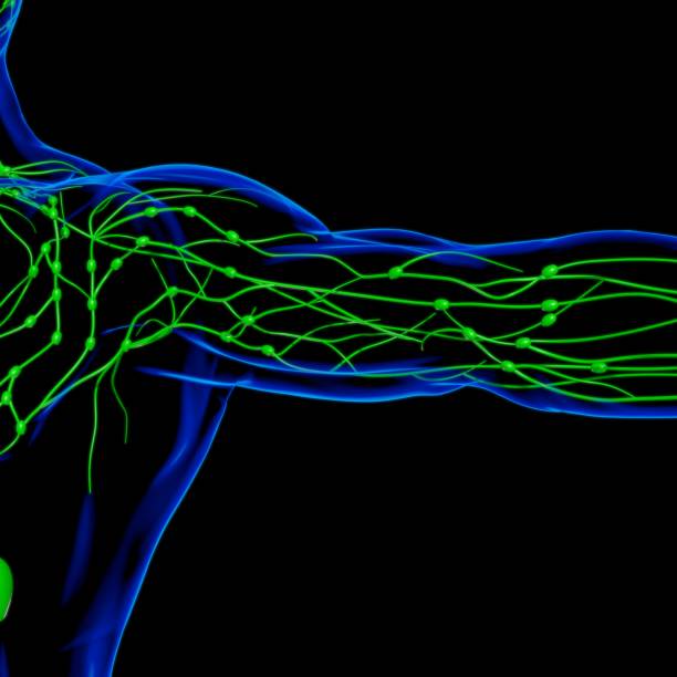 istock Human Lymph Nodes Anatomy For Medical Concept 3D Rendering 1317477694
