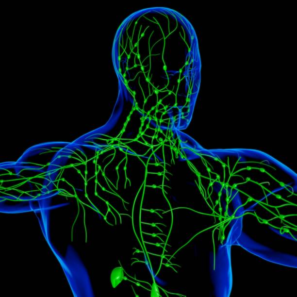 istock Human Lymph Nodes Anatomy For Medical Concept 3D Rendering 1317477713