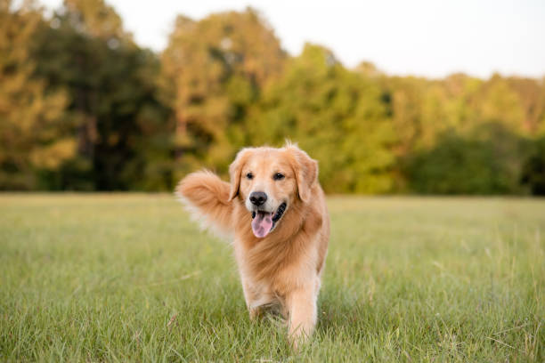 золотой ретривер собака наслаждаясь на открытом воздухе на большом травяном поле на закате, красивый золотой свет - field dog retriever green стоковые фото и изображения