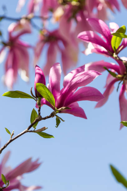 istock Branches of pink magnolia on blue background. 1317477774