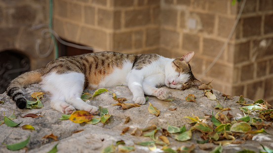 Spotted cat with a white tummy is sleeping on the ancient street in Jaffa city