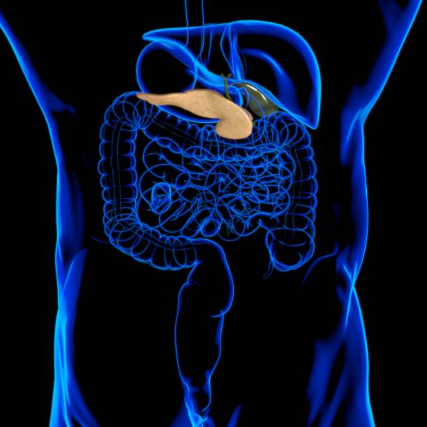 istock Gall Bladder Human Digestive System Anatomy For Medical Concept 3D 1317478495