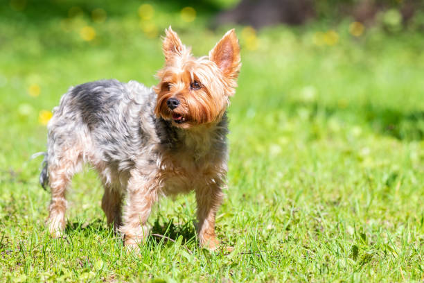 istock Female Yorkshire Terrier dog. 1317478720