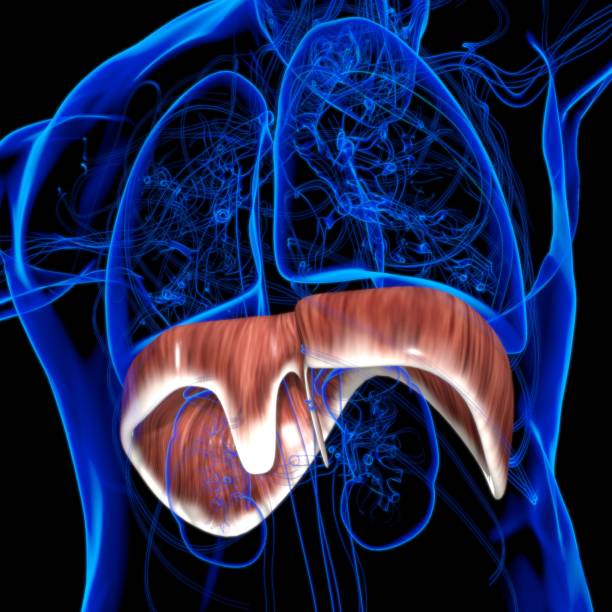 istock Diaphragm Human Respiratory System Anatomy For Medical Concept 3D Rendering 1317478955