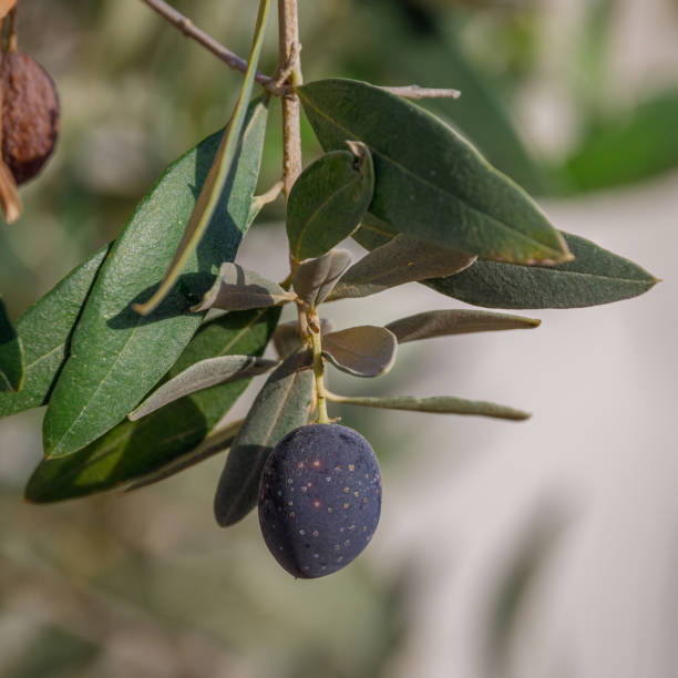 istock Closeup view on black ripe olive 1317479244