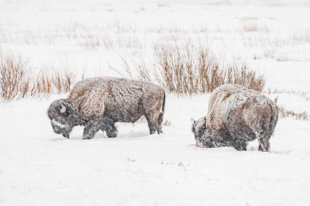 istock Buffalo (bison) looking for grass under the snow 1317479948