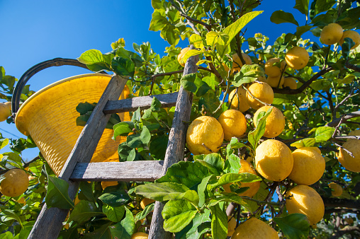 Wooden ladder and a yellow pail on a citrus grove during harvest time in Italy
