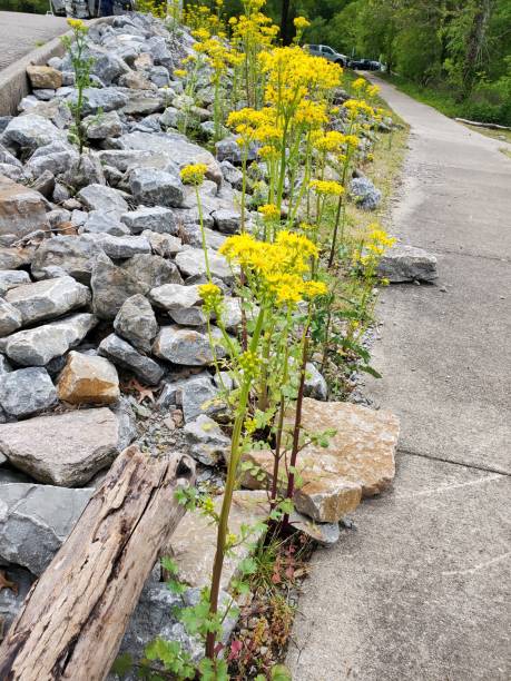 Butter weeds along the rocky lake shore stock photo