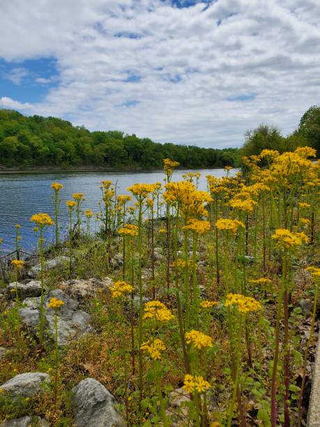 Butter weeds along the rocky lake shore stock photo