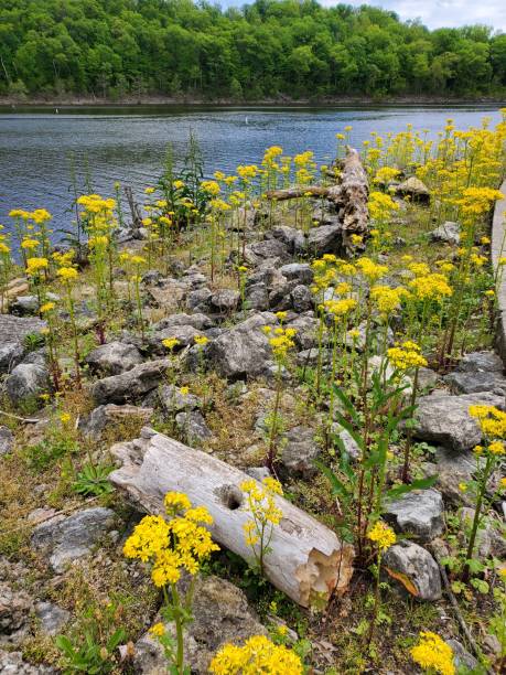 Butter weeds along the rocky lake shore stock photo