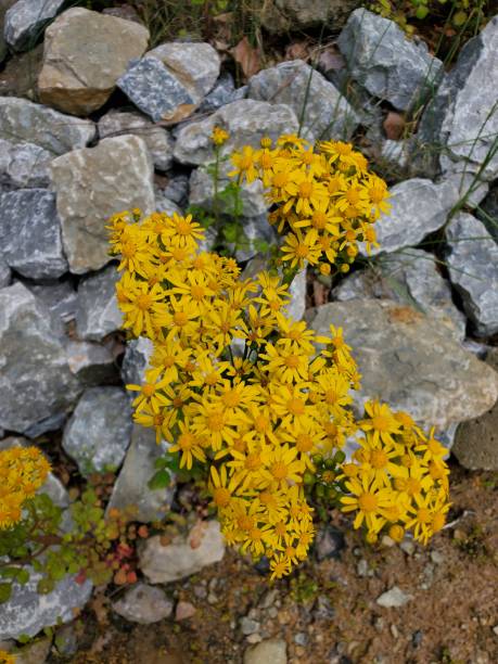 Butter weeds along the rocky lake shore stock photo