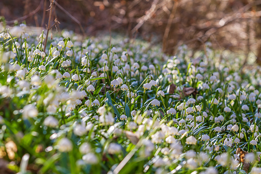 Snowflake - Leucojum aestivum - beautiful white flower on meadow in valley. Photo has beautiful bokeh.
