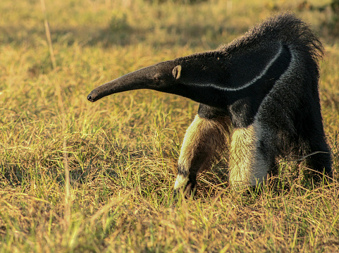 Big Anteater that can be found in central and south Americas.