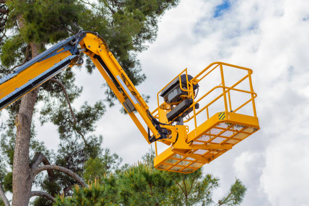 istock yellow lifting platform over the treetops to prune tree branches 1317482674