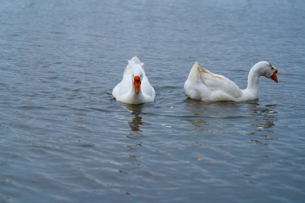 istock White geese swim in the water 1317482729