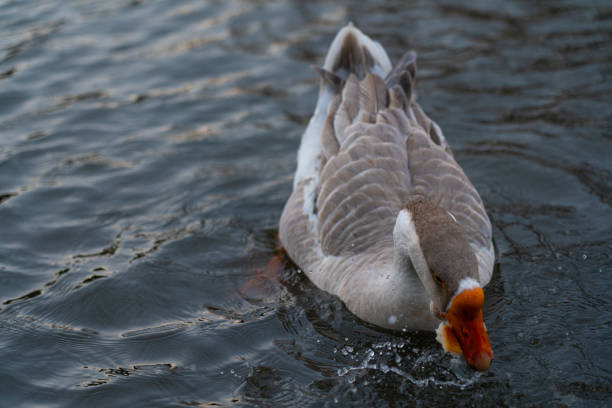 Gray geese swim in the water