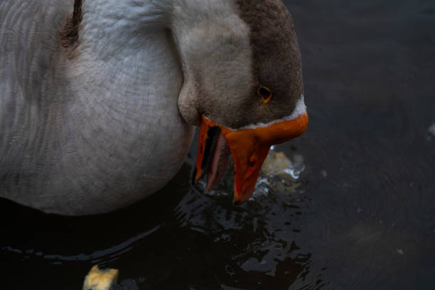 Gray goose eating bread in water