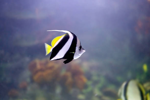 Pennant coralfish (Heniochus acuminatus), tropical fish of the family Chaetodontidae Pennant coralfish (Heniochus acuminatus), tropical fish of the family Chaetodontidae swimming in cloudy water near other fish pennant bannerfish photos stock pictures, royalty-free photos & images