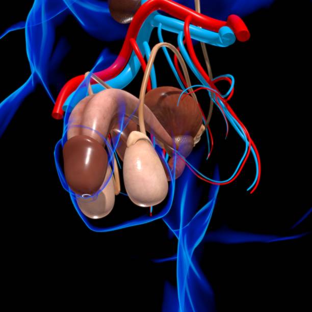 istock Male Reproductive System Anatomy For Medical Concept 3D Rendering 1317484537