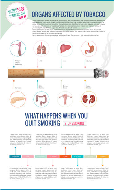 Infographic, organs affected by smoking Infographic, organs affected by smoking and what happens over time when you stop smoking. health poster stock illustrations
