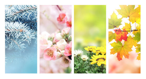 istock Four seasons of year 1317486764