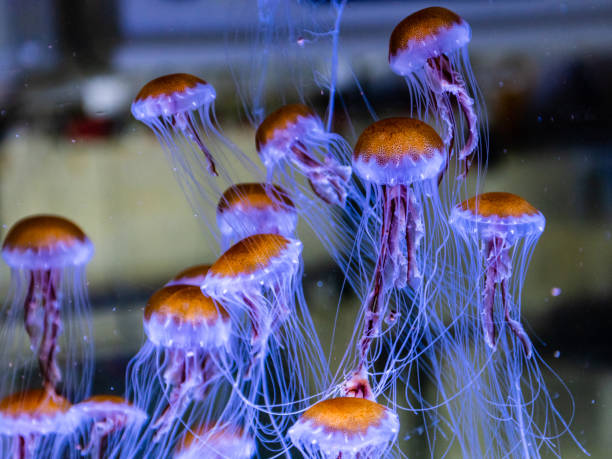 Jellyfish