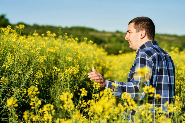 istock Farmer Examining His Canola Crop 1317486929