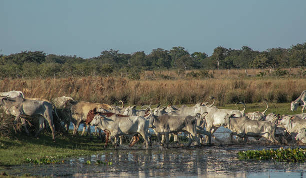 istock Cattle crossing the water. 1317487154